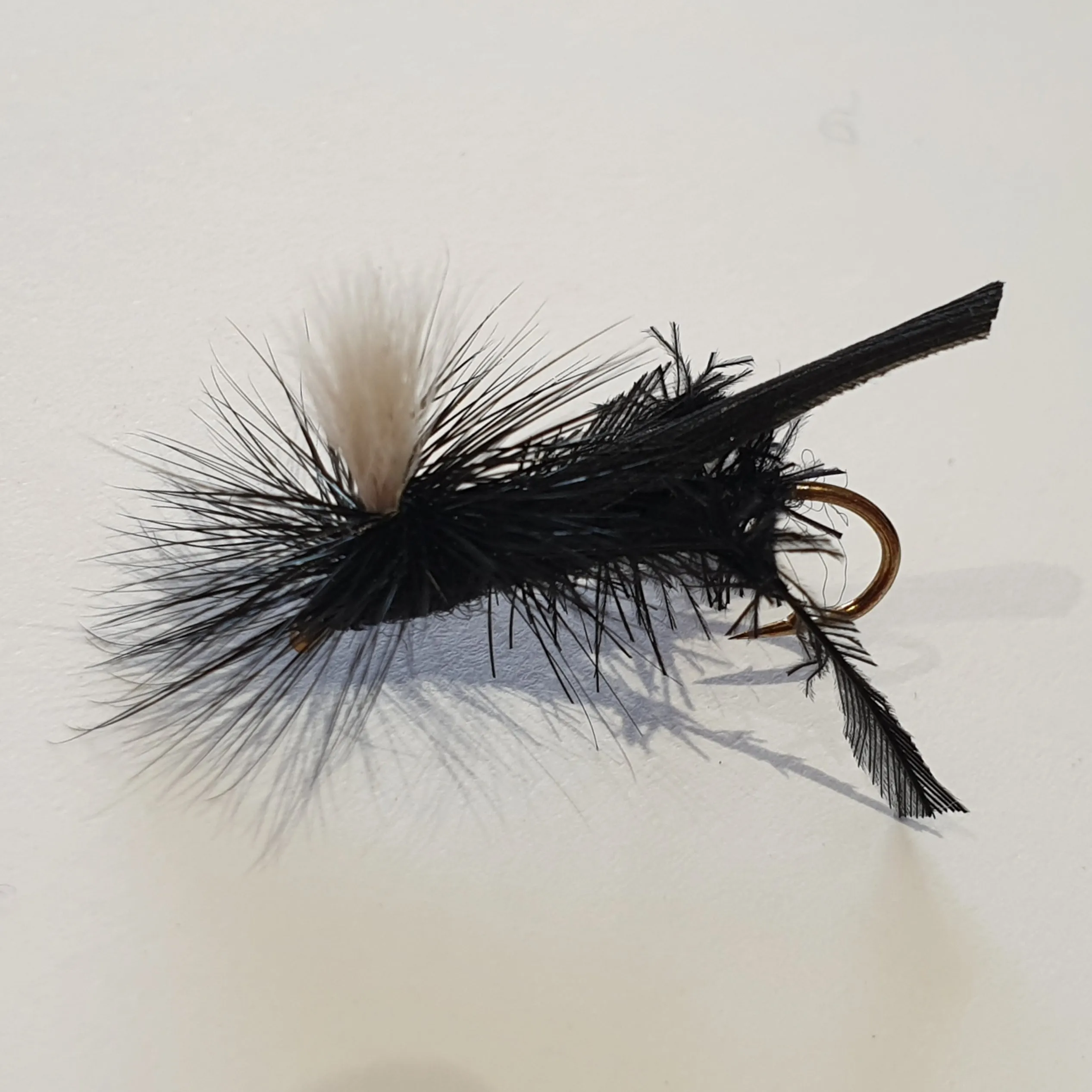 Black Cricket