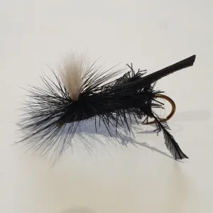 Black Cricket